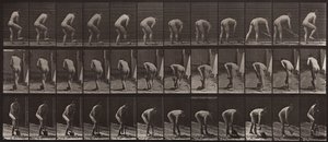動物の移動、プレート388